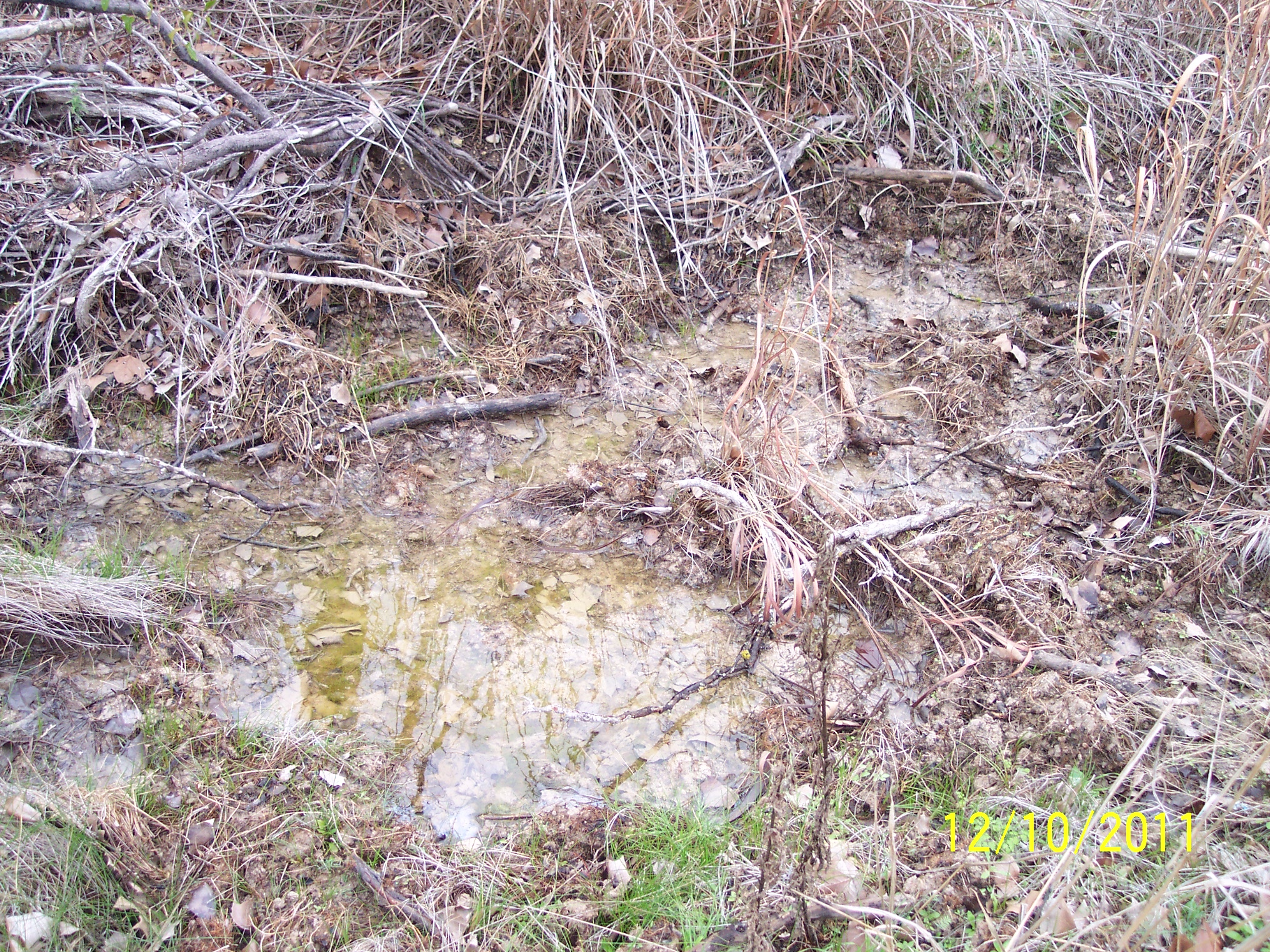 282_Cow Cr feral hog damage 10Dec2011.jpg